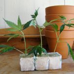 groeiperiode van wietplanten